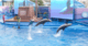 香港海洋公園門票 Hong Kong Ocean Park Ticket
