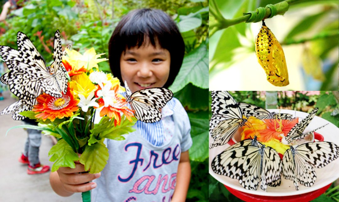 琉宮城蝴蝶園 Funnow 線上即時預訂餐廳 住宿 按摩