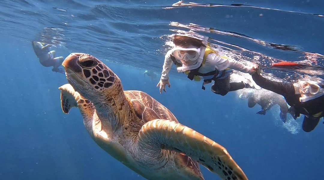 SHISHI 石垣島-附來回接送｜青之洞窟探險＋海龜浮潛體驗