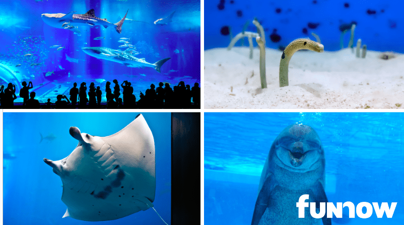 美ら海水族館