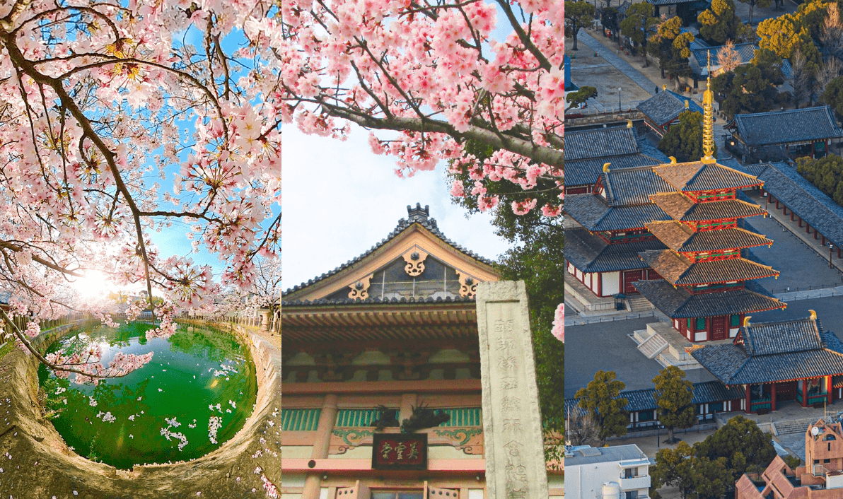 大阪賞櫻