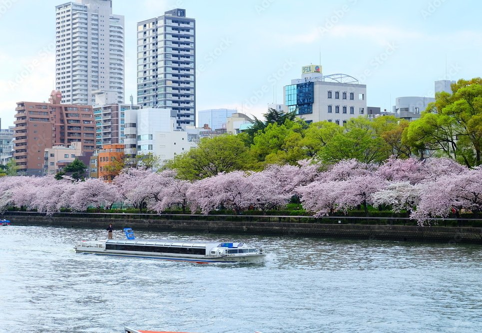 大阪賞櫻