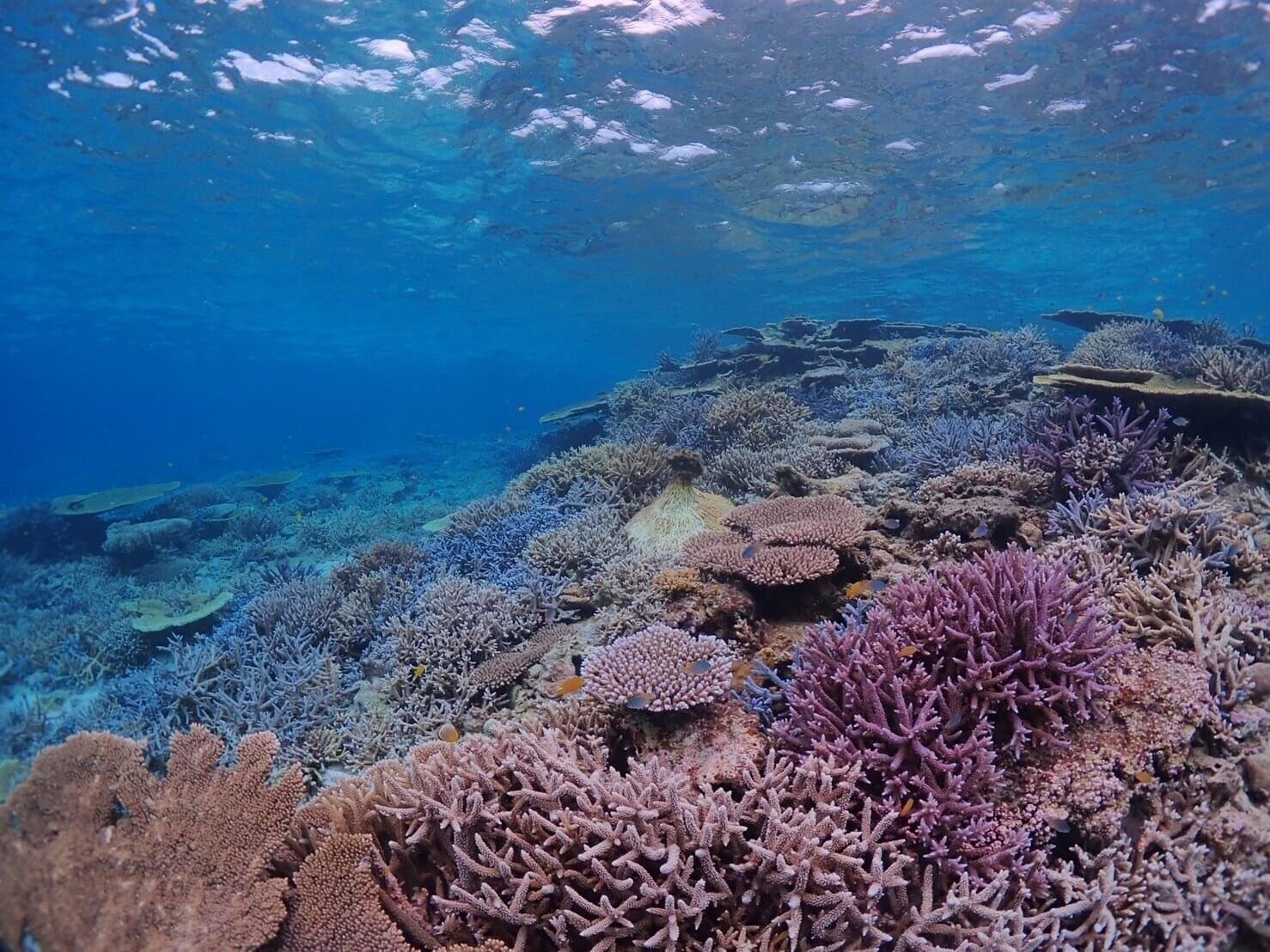 宮古島潛水美景 八重干瀨世界級珊瑚礁：探索海底色彩繽紛的珊瑚礁與豐富的熱帶魚生態。