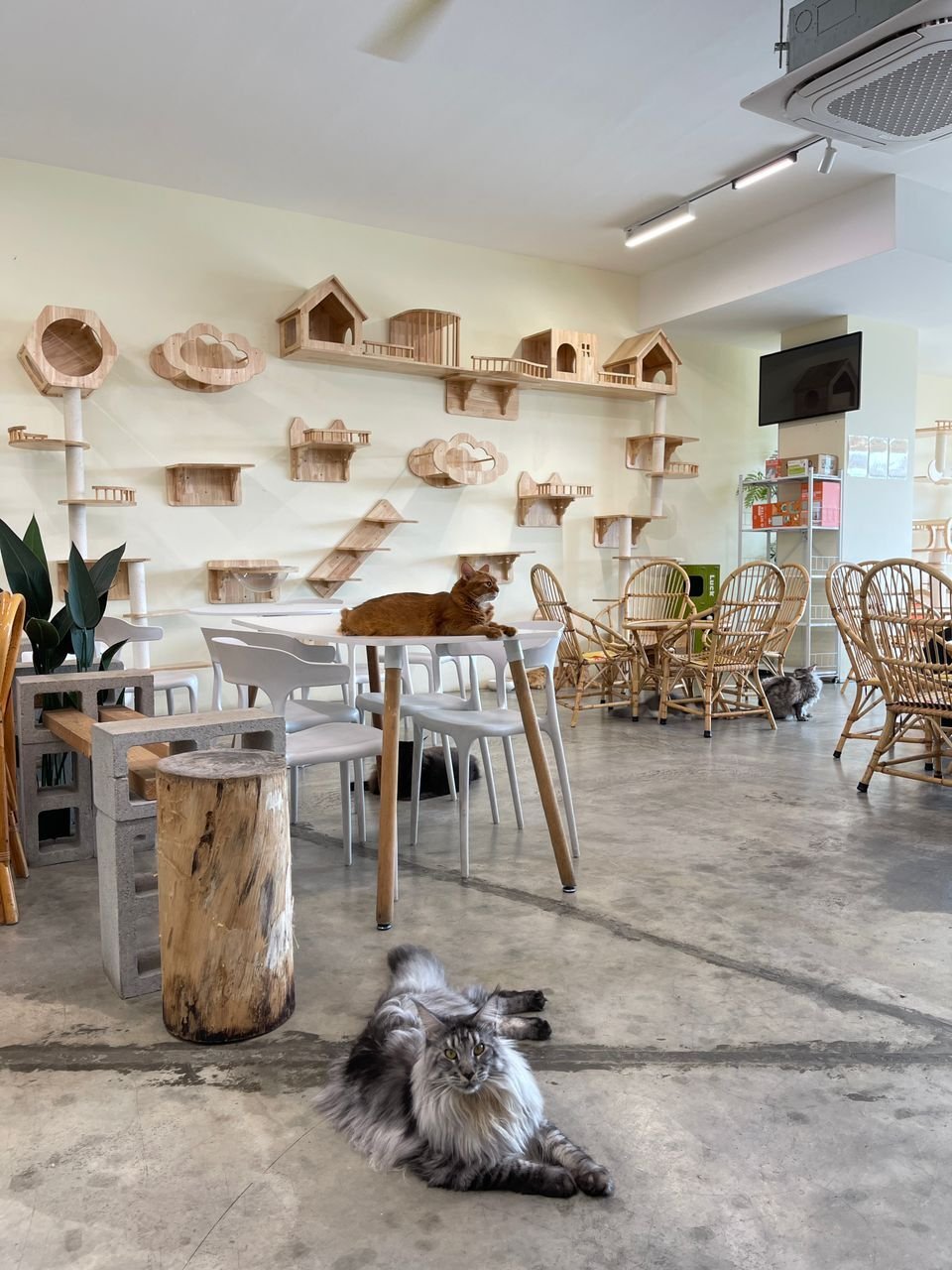  MIAO CAFE x S.TEA