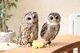 貓頭鷹庭園 Owl's Garden