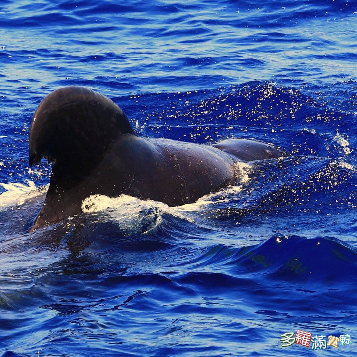 全年齡｜花蓮】經典賞鯨：了解鯨豚海洋生態｜Niceday