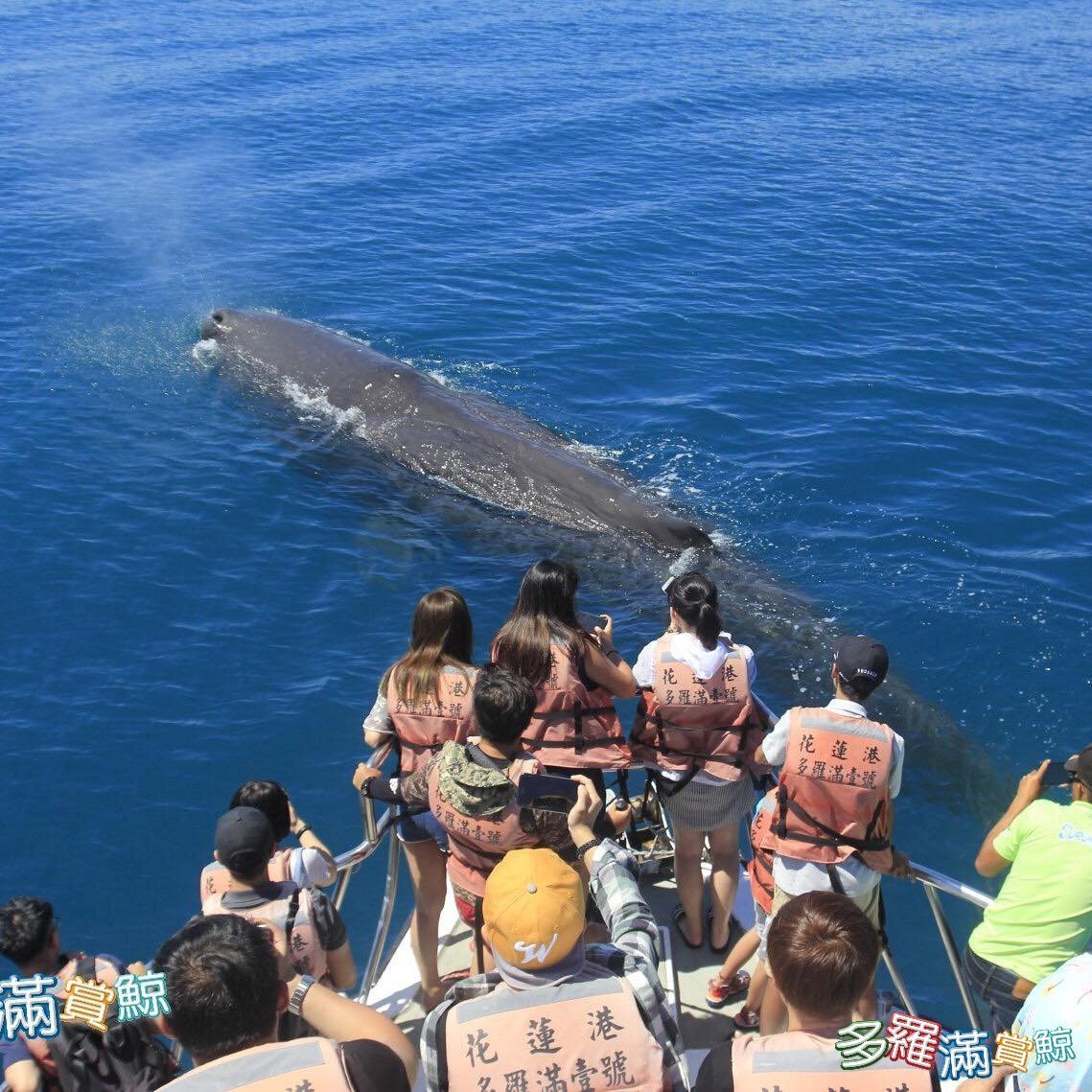 全年齡｜花蓮】經典賞鯨：了解鯨豚海洋生態｜Niceday