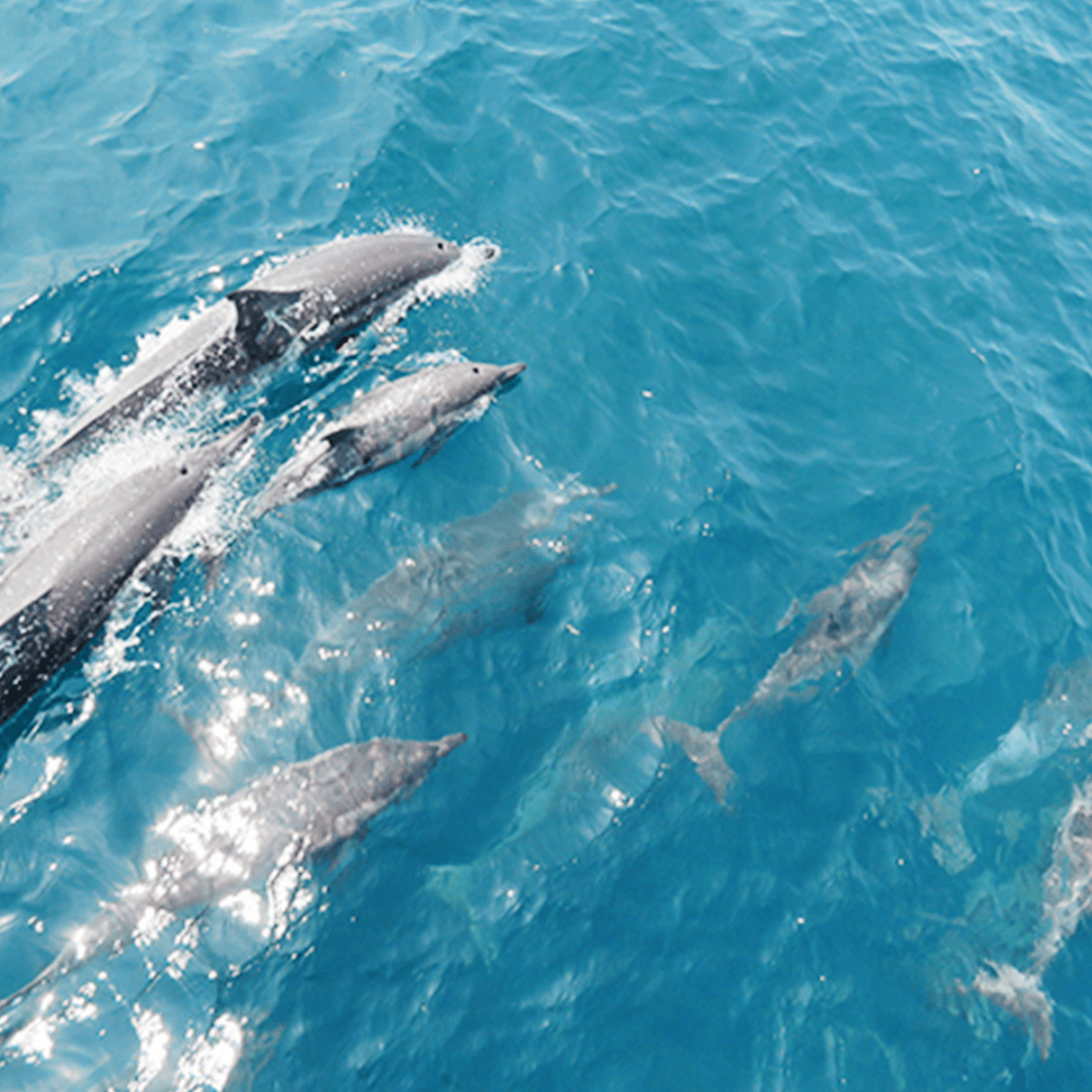 三合一行程：賞鯨＋登島＋龜山島巡禮｜來場「鯨」艷之旅！｜Niceday