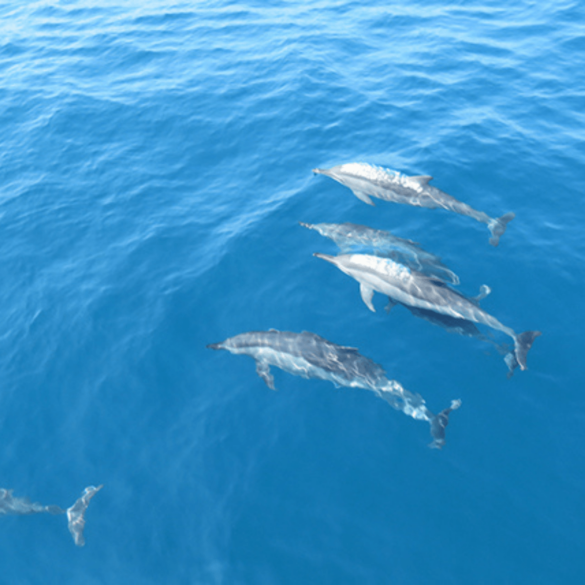 三合一行程：賞鯨＋登島＋龜山島巡禮｜來場「鯨」艷之旅！｜Niceday