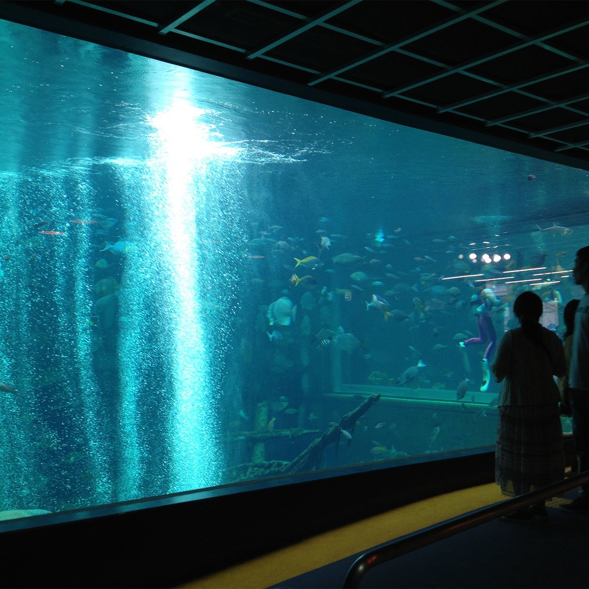 Hakone-en Aquarium | FunNow - On-demand online booking platform