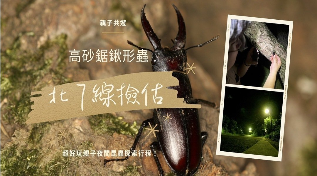 【6~12歲】親子昆蟲探索課程｜北 7 線撿估 - 高砂鋸鍬形蟲