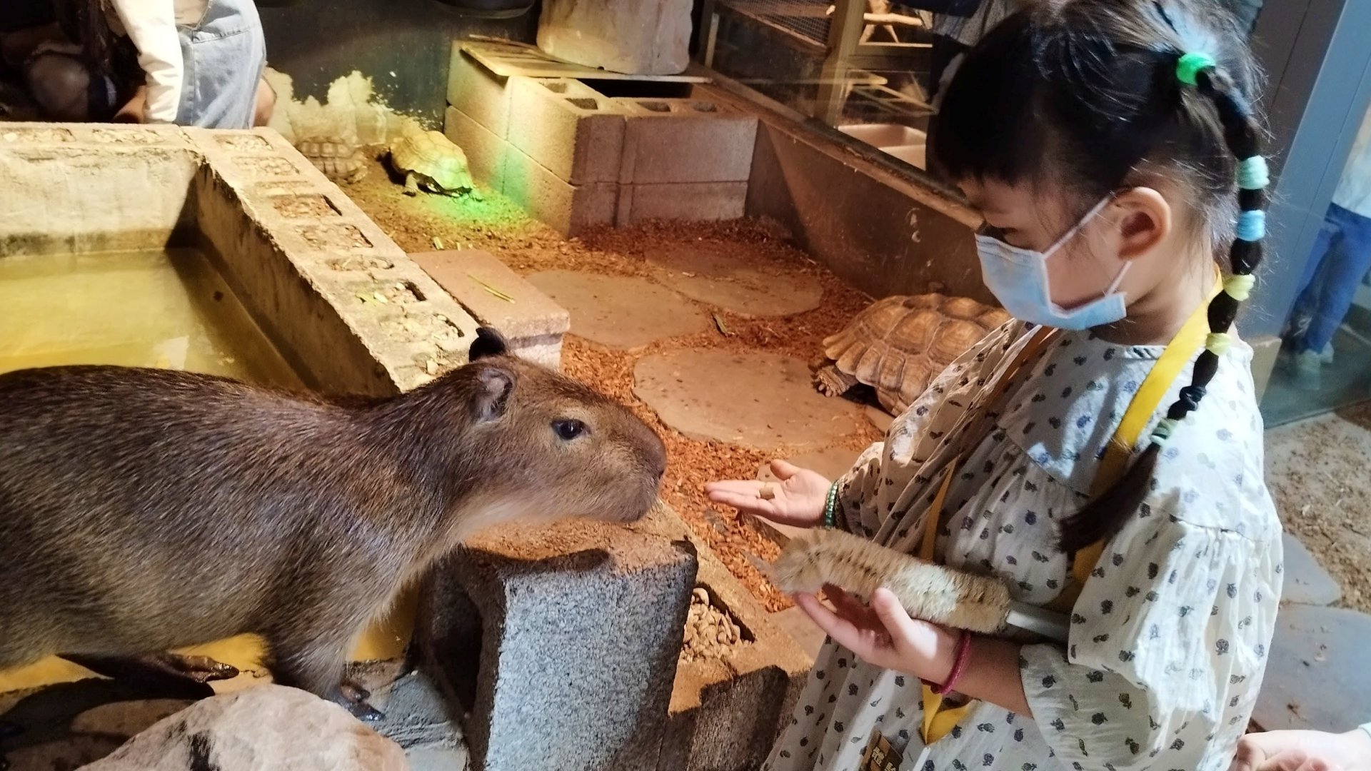 【2歲以上】水豚餵食體驗課｜零距離認識水豚君！ 