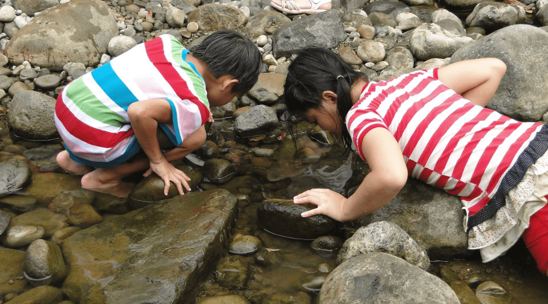 自然觀察日記｜水與綠玩樂趣 - 日間生態觀察