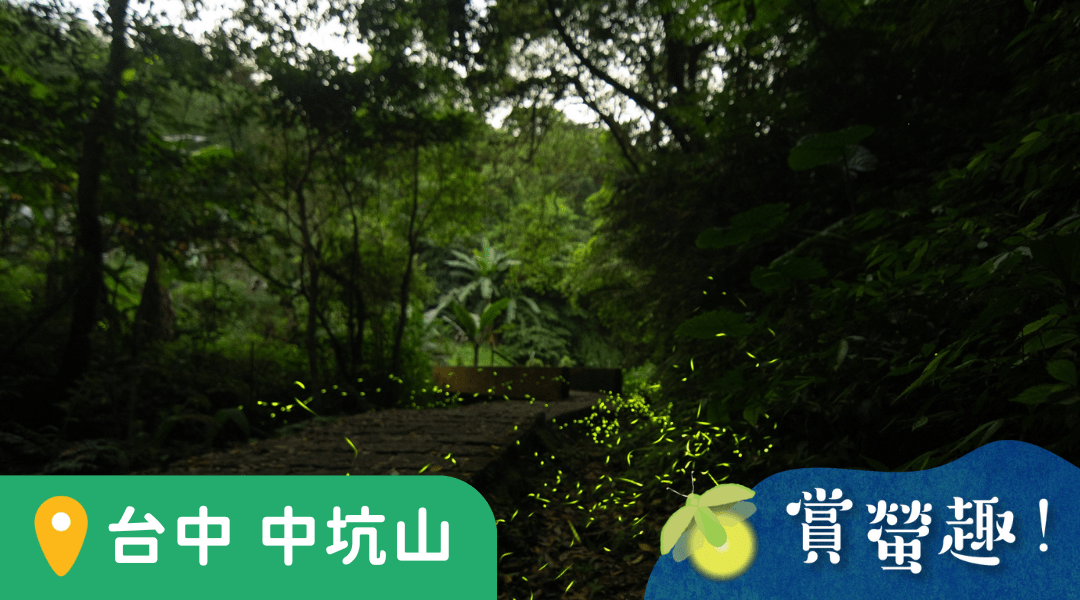 【8歲以上｜台中中坑山】野孩調查趣系列：螢光森林探秘