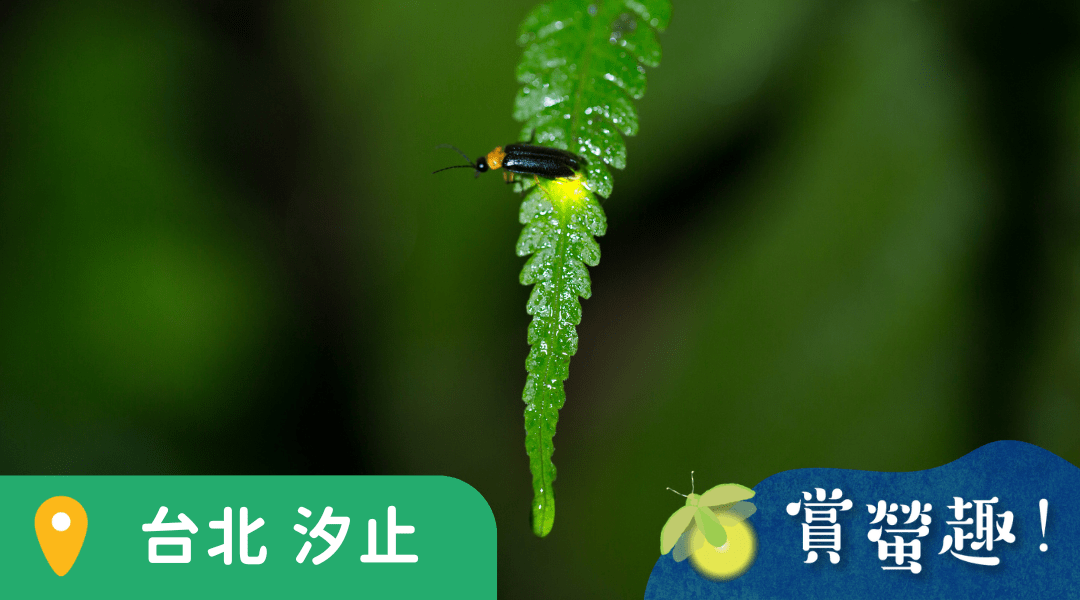【5~12歲｜汐止】夜晚的精靈：螢火蟲