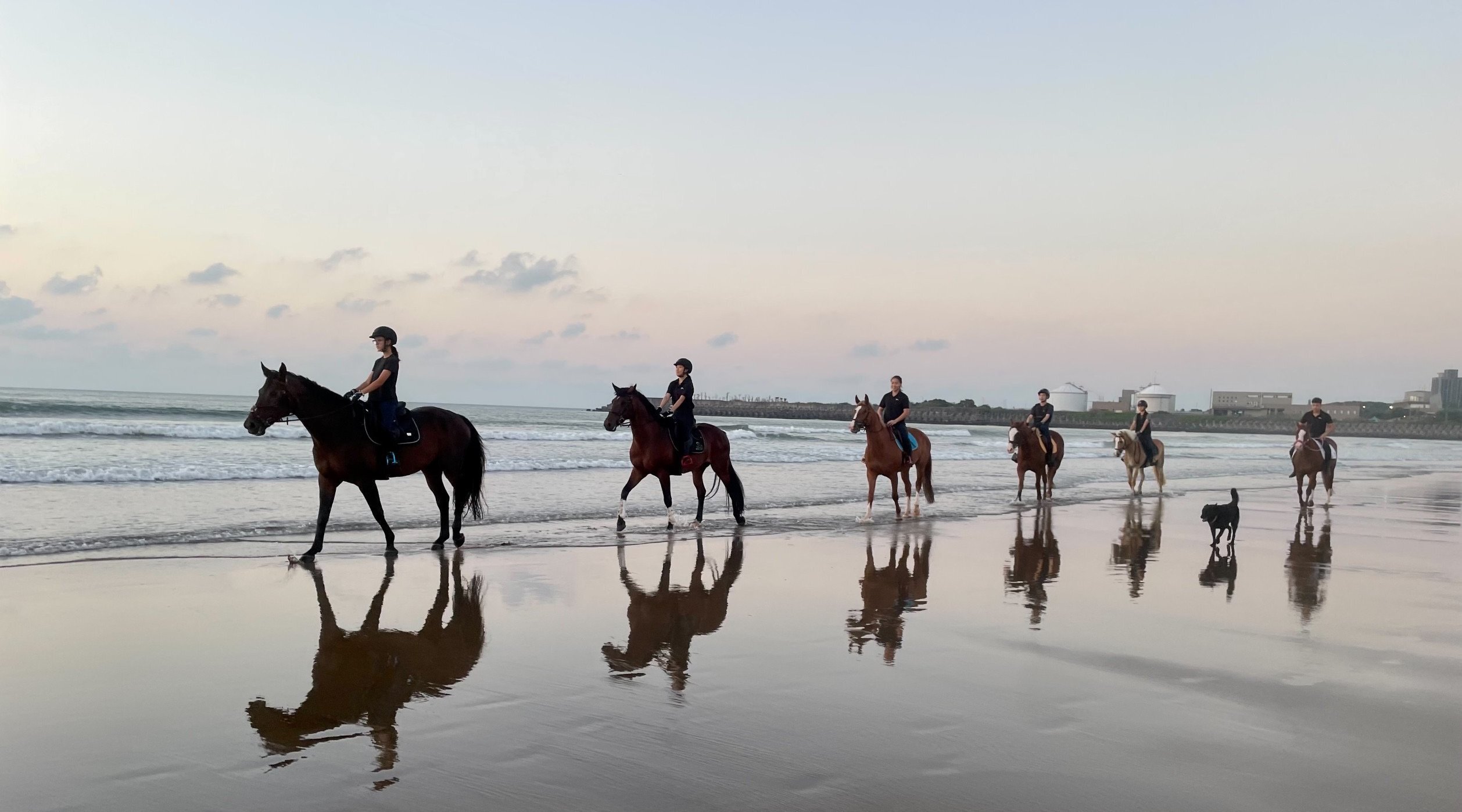 【1歲以上】浪漫沙灘馬匹騎乘體驗：騎馬 X 互動 X 導覽