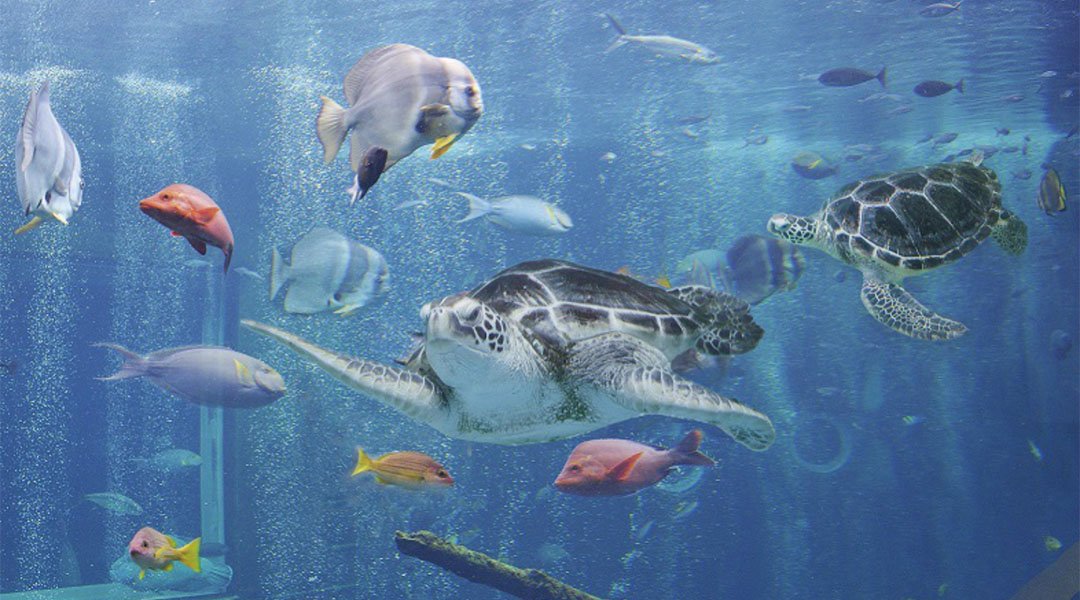 Hakone-en Aquarium | FunNow - On-demand online booking platform