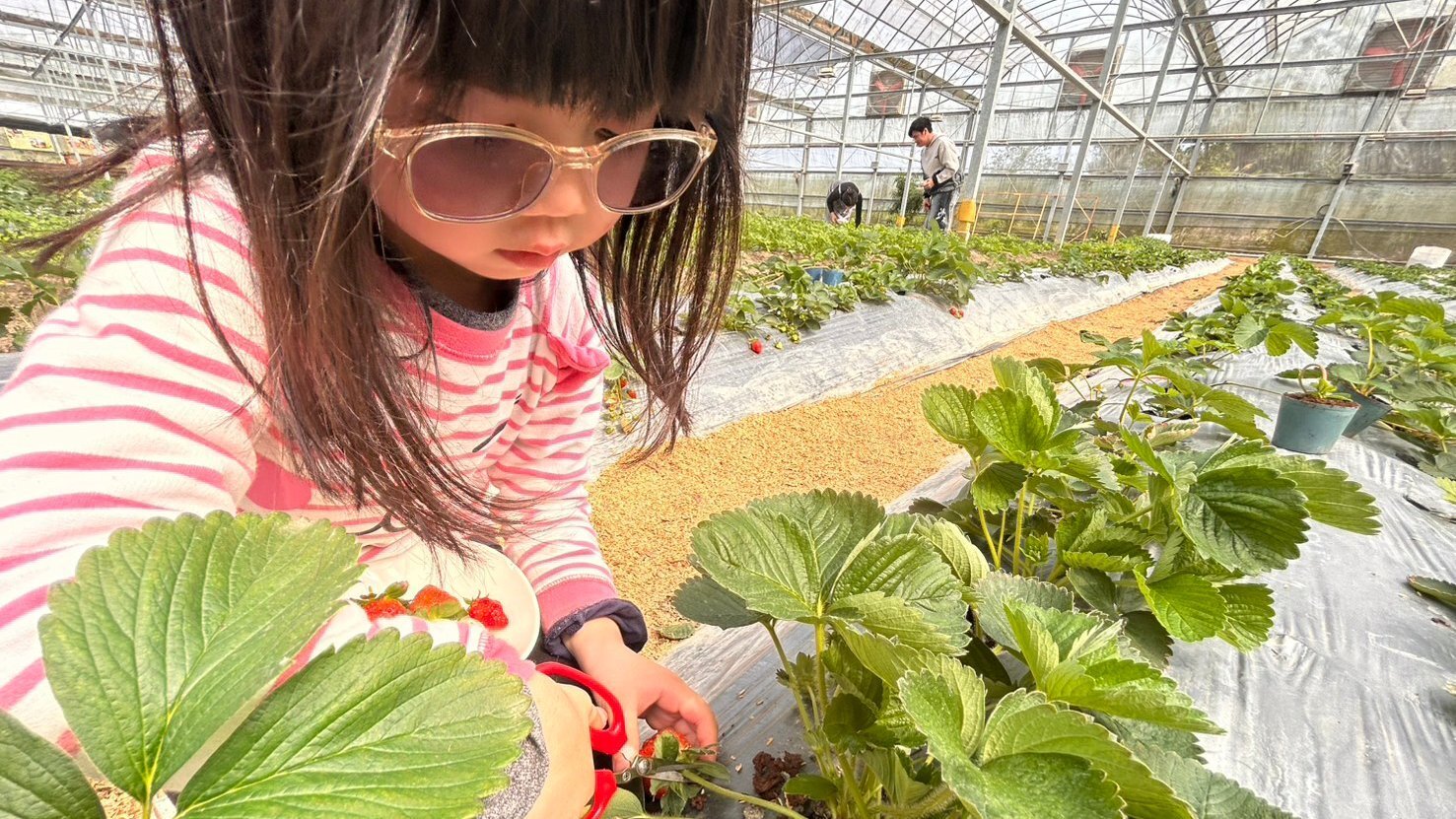 【3~65歲｜草莓季限定】野園點心時刻｜國王派： 採草莓，還可加贈小陶偶！