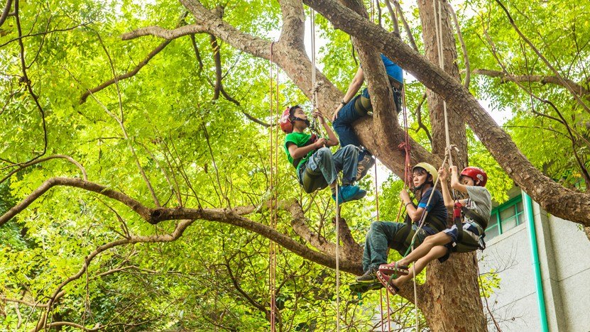 【5~55歲】居高臨下！來去芝山文化生態綠園攀樹＋DIY 甲蟲標本體驗！
