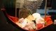 現場 600 元折抵-御閣手作壽司 文心旗艦店