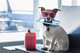高級客房|「寵」愛有加住宿度假🐶-富豪機場酒店 Regal Airport Hotel