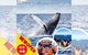 兒童|沖繩座頭鯨賞鯨之旅 -OAS Marine Service