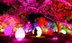 國中和高中學生入場券-teamLab 福岡城跡 光之祭典 2019-2020