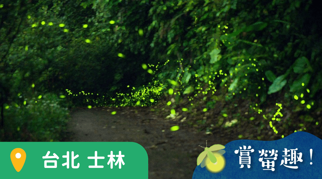 【6~12歲｜天母古道】夜晚的精靈：螢火蟲
