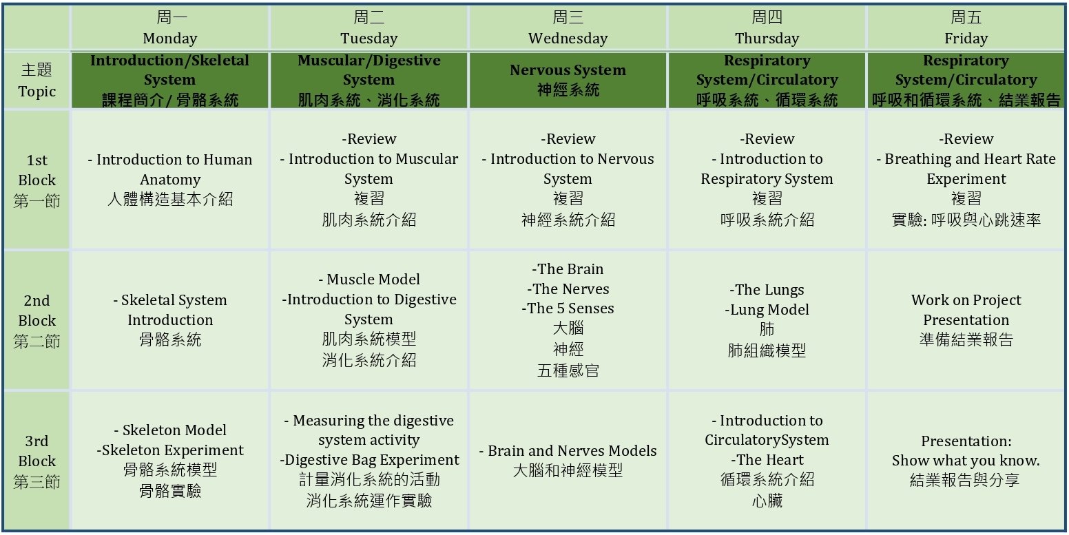 【57歲｜全英文】Junior/ Human Anatomy 人體構造的奧秘｜四日半天冬令營 Lighthouse Camps
